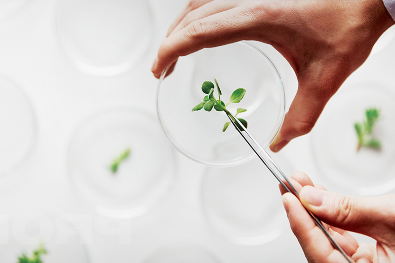 植酸在食品抗氧化、防腐中的应用